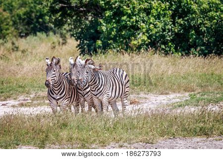 Group Of Zebras Standing In Grass.