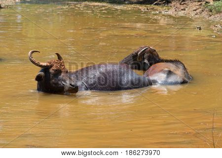 A pair of wild Asian buffaloes lie in a pond on a hot midday. Sri Lanka
