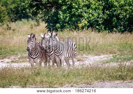 Group Of Zebras Standing In Grass.