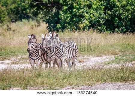 Group Of Zebras Standing In Grass.