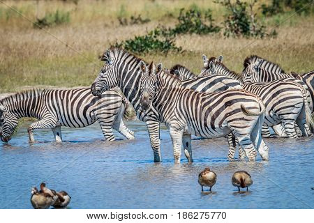 Group Of Zebras Drinking In Chobe.