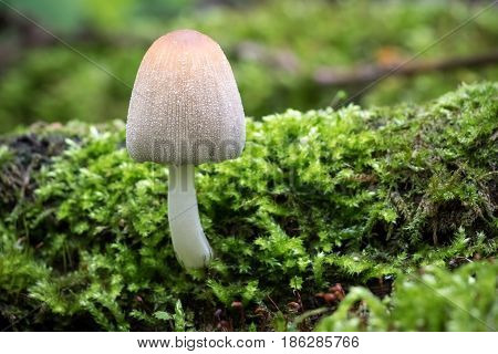 Mushroom Coprinellus domesticus commonly known as firerug inkcap in moss and green blurred background - nature detail