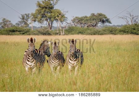 Group Of Zebras Starring At The Camera.