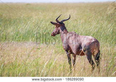 Tsessebe Looking Away In Chobe.