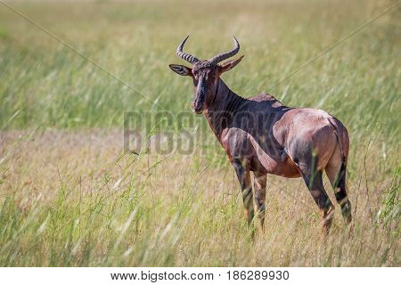 Tsessebe Looking At The Camera In Chobe.