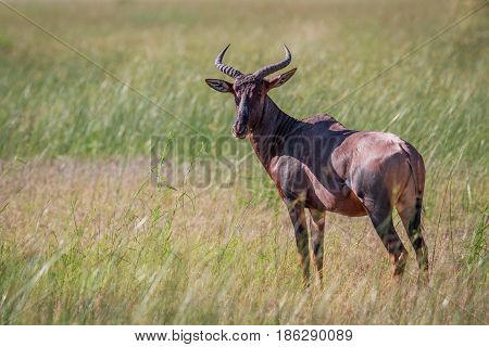 Tsessebe Looking At The Camera In Chobe.