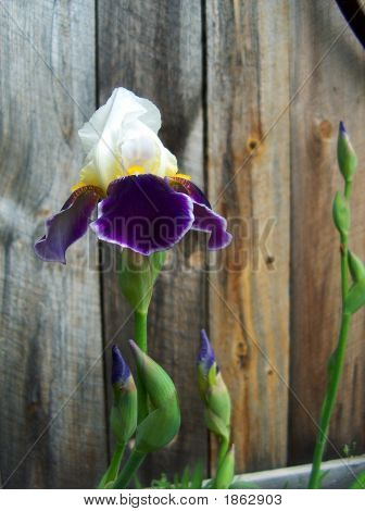 IRIS