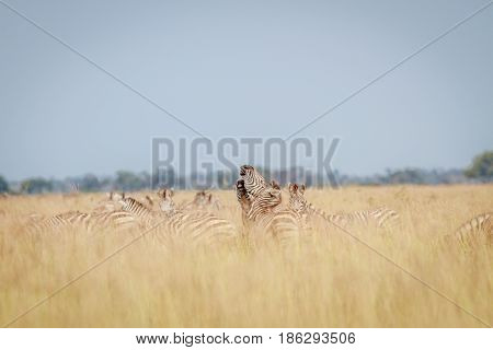 Zebras Playing In The High Grass.