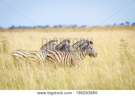 Group Of Zebras Standing In High Grass.