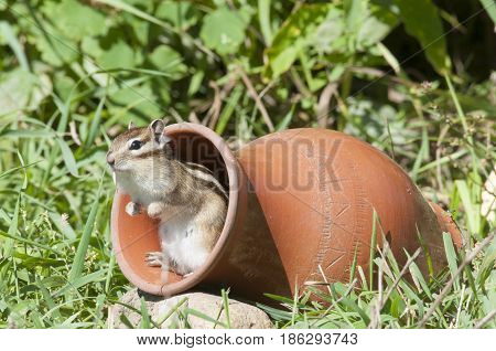 Siberian Chipmunk In A Pot In The Garden With Green Foliage