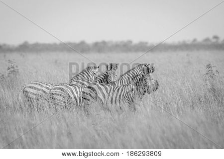Group Of Zebras Standing In High Grass.
