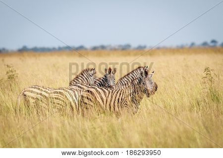 Group Of Zebras Standing In High Grass.