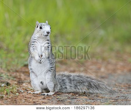 Delmarva Peninsular Fox Squirrel