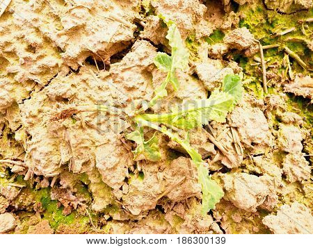 Young Rapeseed (brassica Napus), Well Known As Rape Or Rapaseed. Detail View Into Small Plants In Fi