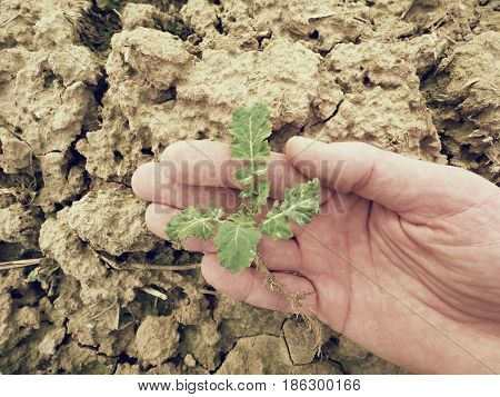 Farmer Hand Hold  Rapeseed In Spring Field. Agriculturalist Check Quality Of Flower, Pests