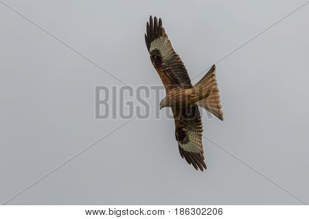 Red Kite (Milvus Milvus) in flight seen in the UK.