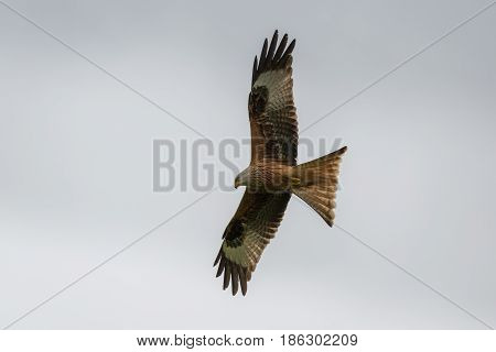 Red Kite (Milvus Milvus) in flight seen in the UK.