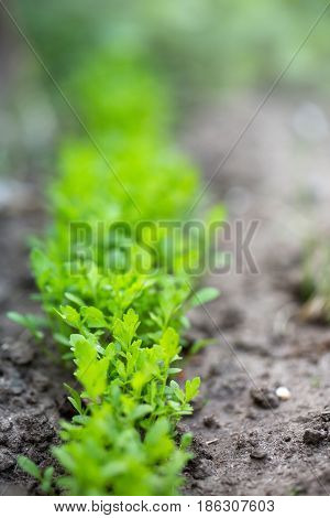 Young lettuce plants growing on garden bed