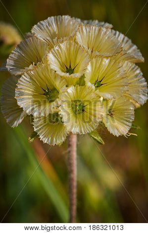 Scabiosa Prolifera
