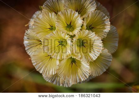 Scabiosa Prolifera