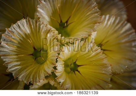 Scabiosa Prolifera