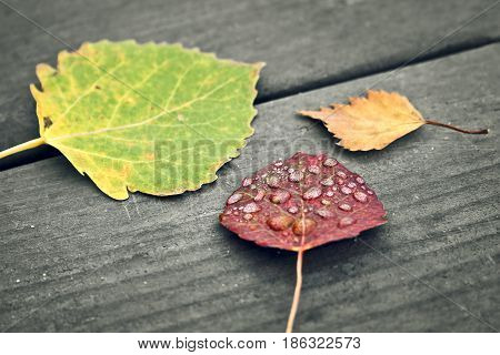 Three small leaves lying together in the autumn