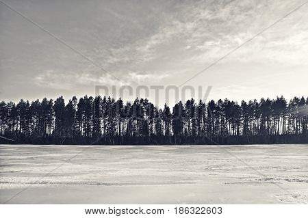 Silhouette of a winter forest in Scandinavia