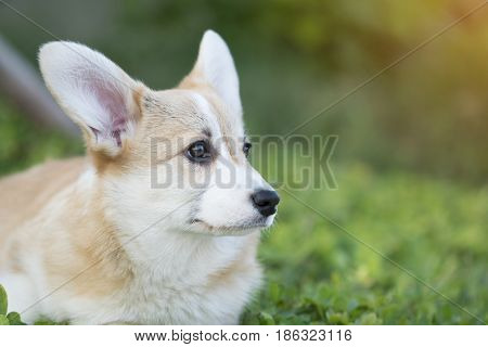 Corgi dog on the grass in summer sunny day
