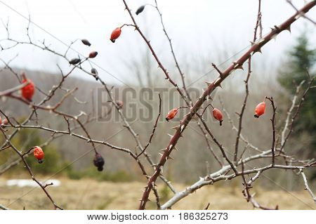 Rosehip fruits in winter with water drops, selective focus