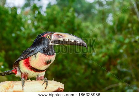 A close up of a Collared Aracari eating a plantain in Costa Rica