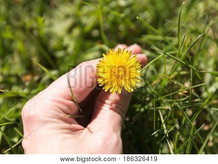 Hand Holding Dandylion