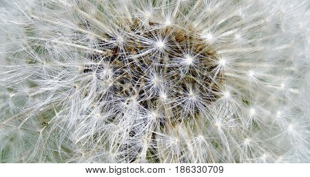 Close up of a  common dandelion blowball