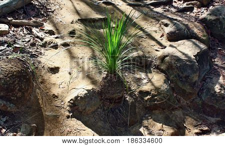 Young Palm Tree At Ngungun Glass House Mountains National Park