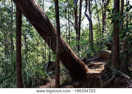 Fallen Tree At Ngungun Glass House Mountains National Park
