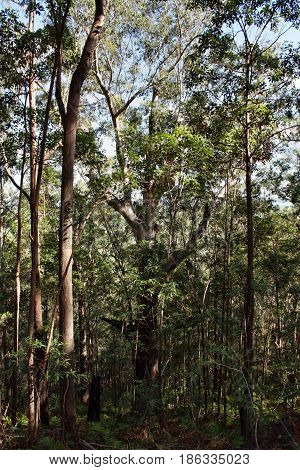 Huge Tree At Ngungun Glass House Mountains National Park