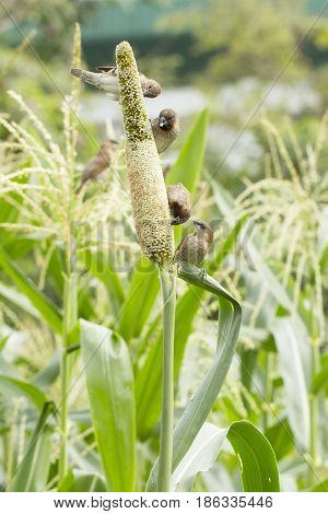 Ricebird Eating Sorghum Plant