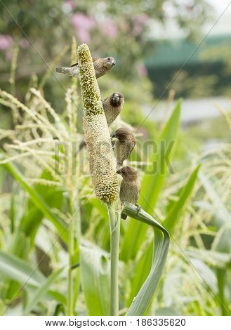 Ricebird Eating Sorghum Plant
