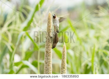 Ricebird Eating Sorghum Plant