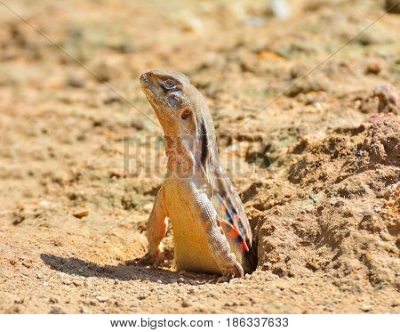 Butterfly lizards or Small-scaled lizards Rising from the hole.