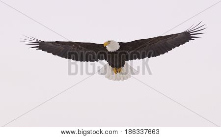 American Bald Eagle in flight with wings spread wide with blue sky background