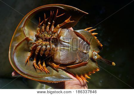 Close up of fresh Horseshoe Crab tip over on the the hand.