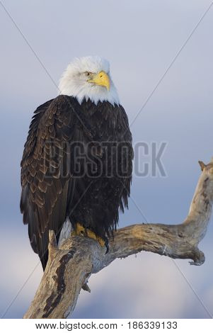 Alaskan Bald Eagle