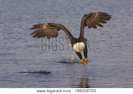 Alaskan Bald Eagle