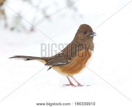 Eastern Towhee