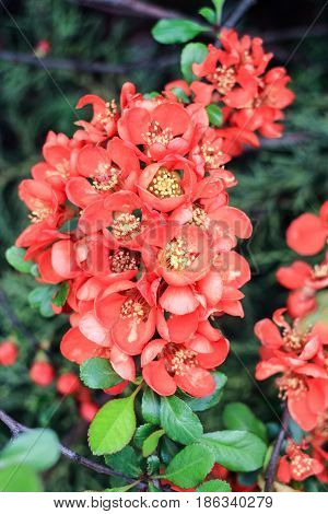 Orange flowers of chaenomeles on a green background