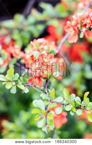 Orange gorgeous chaenomeles on a green background