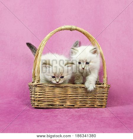 Small siberian neva masquerade colorpoint kittens in basket
