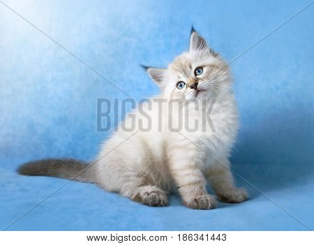Small siberian neva masquarade colorpoint kitten  on blue background