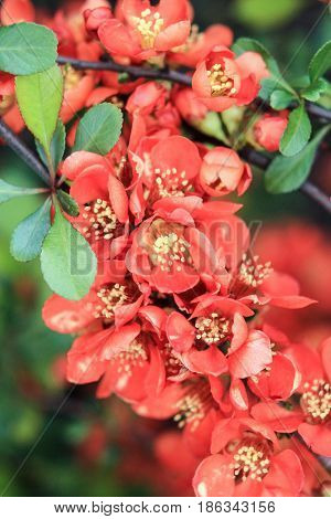 Ornamental bush with orange flowers on a green background