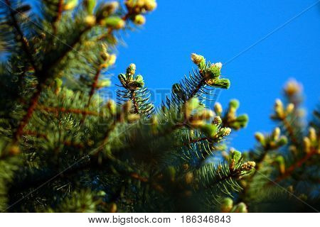 Young green shoots of spruce branches and sunny blue sky